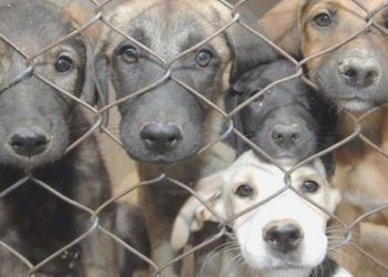 İstanbul Valiliği’nden ‘sokak hayvanları’ için talimat