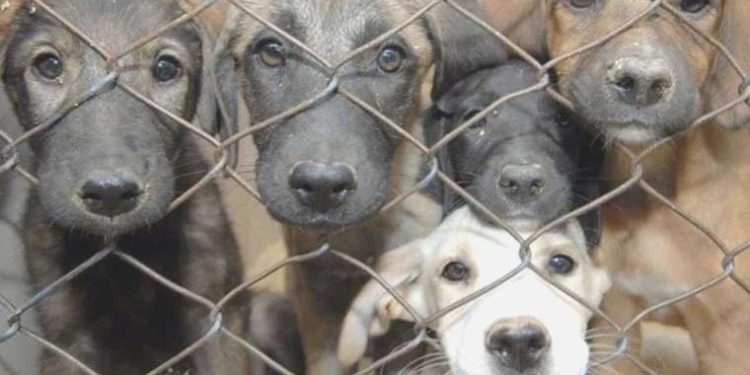 İstanbul Valiliği’nden ‘sokak hayvanları’ için talimat