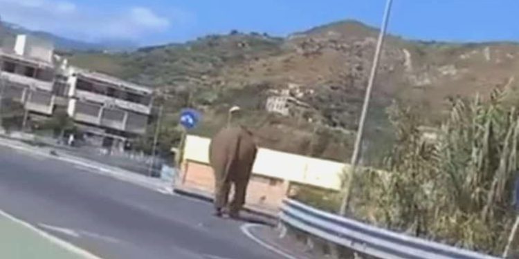 İtalya’da sirkten kaçan fil otoyola çıktı