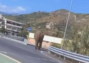 İtalya’da sirkten kaçan fil otoyola çıktı