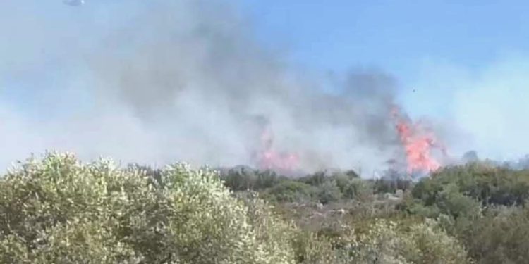 İzmir’de orman yangını… Karadan ve havadan müdahale ediliyor!