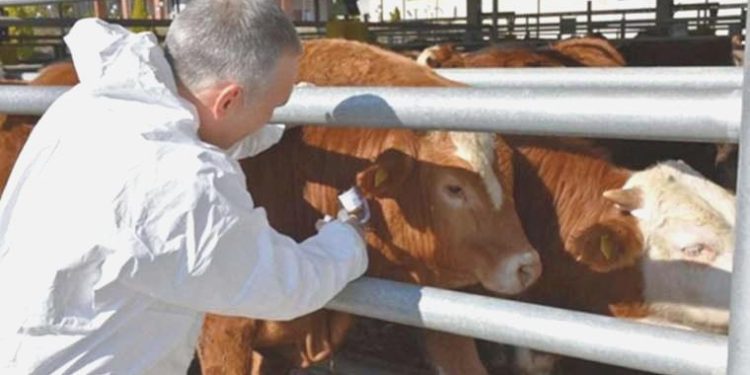 Kahramanmaraş’ta şap karantinası başlatıldı