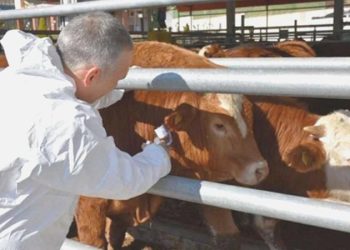 Kahramanmaraş’ta şap karantinası başlatıldı