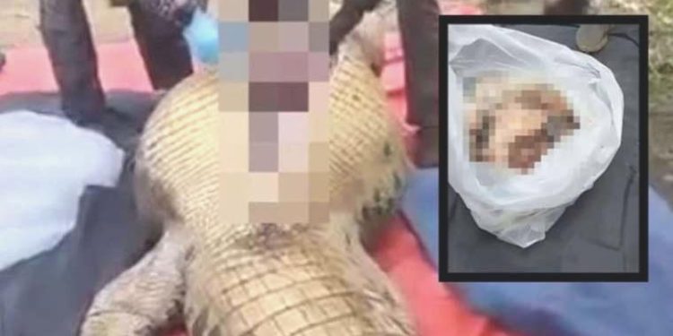 Kayıp çiftçi timsah midesinden çıktı