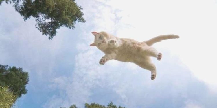 Kediler neden dört ayak üzerine düşer? Fizik açıklıyor