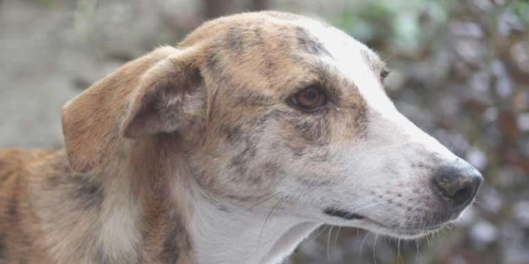 Köpekler ‘şimdilik’ kalacak