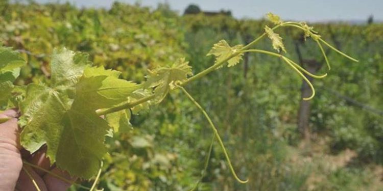 Manisa’da üzüm bağlarını “mildiyö” sardı