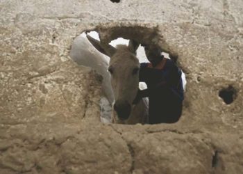 Mardin’de takımlı eşeklere yaz mesaisi