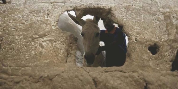 Mardin’de takımlı eşeklere yaz mesaisi