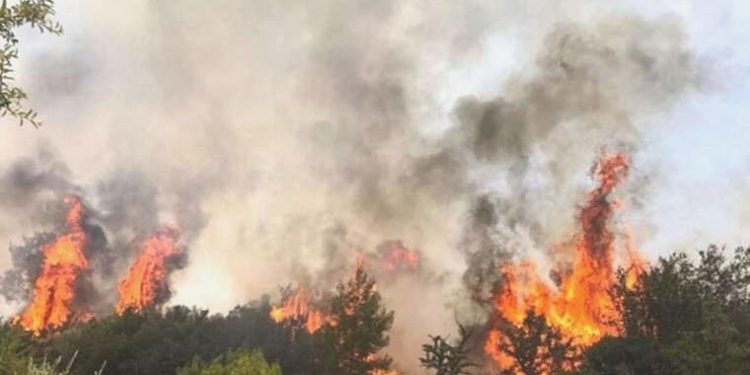 Milas’ta orman yangını