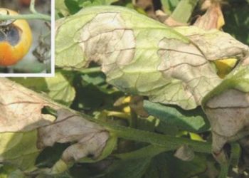 Mildiyö nedir, neden olur? Mildiyö’nün tedavisi var mı? Sebzelerde Mildiyö’nün ilacı nedir?