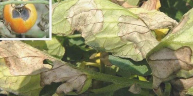 Mildiyö nedir, neden olur? Mildiyö’nün tedavisi var mı? Sebzelerde Mildiyö’nün ilacı nedir?