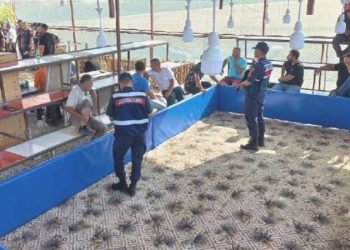 Niğde’de ‘horoz dövüşü’ operasyonu: 71 gözaltı