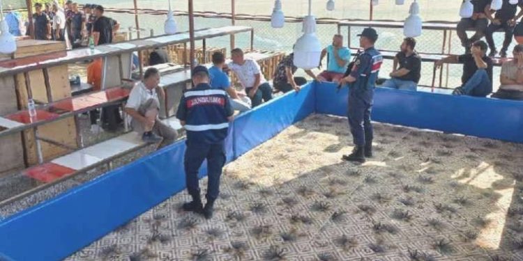 Niğde’de ‘horoz dövüşü’ operasyonu: 71 gözaltı