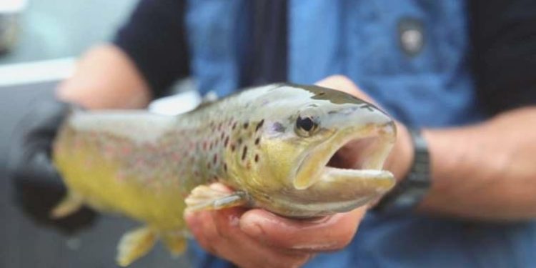 Norveç somonunda parazite rastlandı! ‘Türk somonuna bulaşabilir’ uyarısı