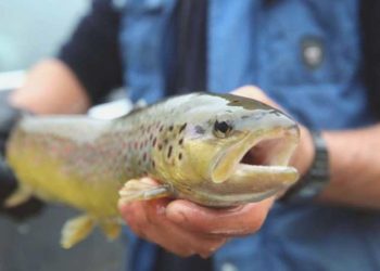 Norveç somonunda parazite rastlandı! ‘Türk somonuna bulaşabilir’ uyarısı