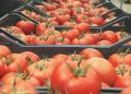 Rusya, Türkiye’den domates ithalat kotasını artırdı