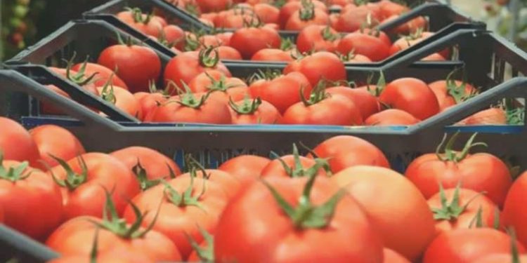 Rusya, Türkiye’den domates ithalat kotasını artırdı
