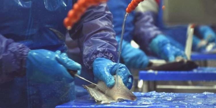 Rusya’dan ithal deniz eserleri kararı: ‘Dost olmayan…’