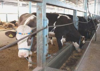 Samsun’da şap alarmı… Hayvan pazarları kapatıldı