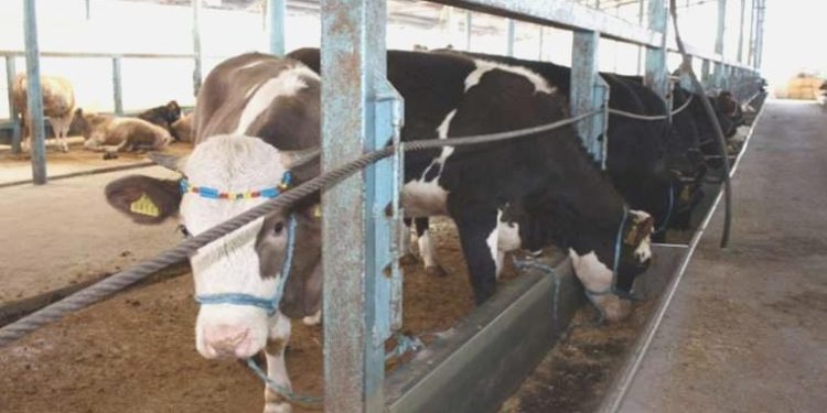 Samsun’da şap alarmı… Hayvan pazarları kapatıldı