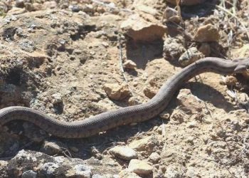Sıcak havalarda zehirli yılan ısırıkları daha yaygın hale geliyor