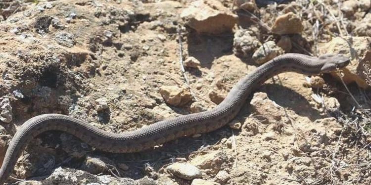 Sıcak havalarda zehirli yılan ısırıkları daha yaygın hale geliyor