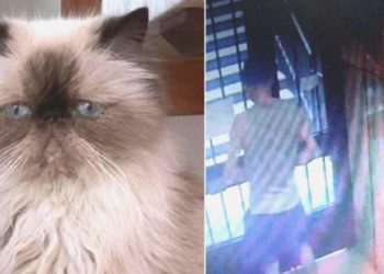 Şişli’de bir garip hırsızlık: İki bilgisayar bir kedi çaldılar