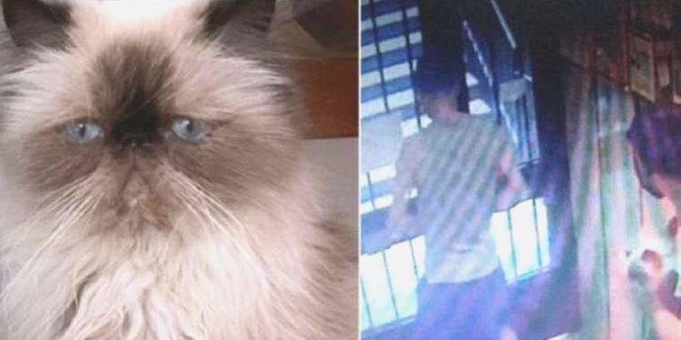 Şişli’de bir garip hırsızlık: İki bilgisayar bir kedi çaldılar