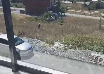 Sokak ortasında dehşet anları: 80 yaşındaki adam av tüfeğiyle köpeklere ateş açtı!