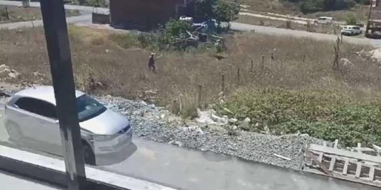 Sokak ortasında dehşet anları: 80 yaşındaki adam av tüfeğiyle köpeklere ateş açtı!