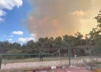 Son Dakika: İstanbul’da orman yangını!