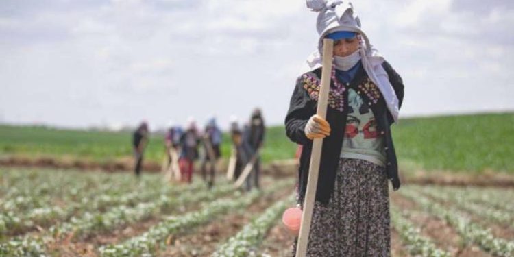 Tarımda ‘sıcak’ korkusu