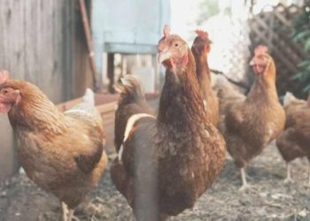 Tavuklar evvelce egzotik hayvanlar olarak görülüyordu