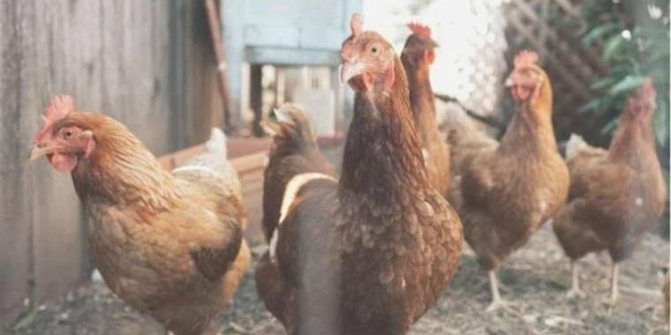 Tavuklar evvelce egzotik hayvanlar olarak görülüyordu