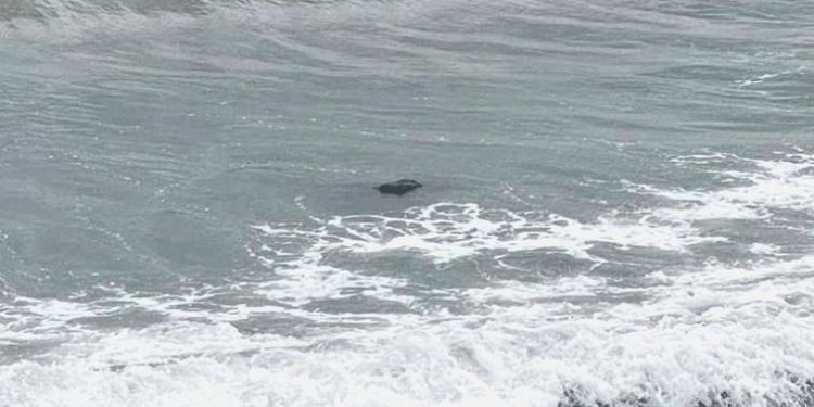 Trabzon’da denizde ceset ihbarı yapıldı, gerçek şoke etti…