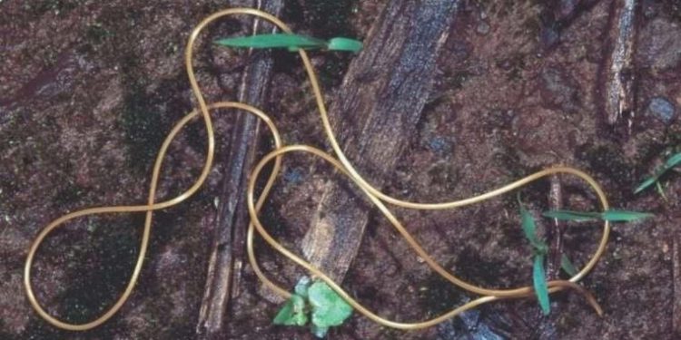 Tüm hayvanlarda bulanan birtakım genlere sahip olmadığı keşfedildi