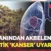 Uzmanından Akbelen için kritik ‘kanser’ uyarısı!