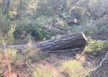 Valilik açıkladı: Akbelen’de kesim süreçleri tamamlandı