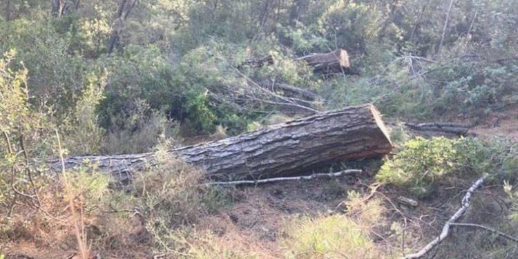 Valilik açıkladı: Akbelen’de kesim süreçleri tamamlandı