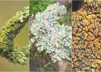 Yüzlerce az bitki ve liken çeşidi, yok olma tehlikesiyle karşı karşıya