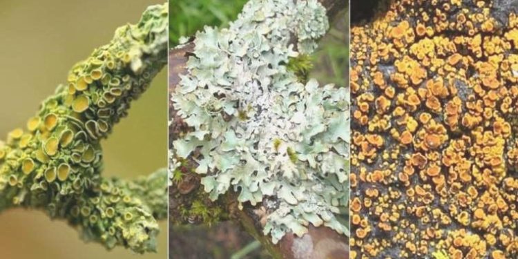 Yüzlerce az bitki ve liken çeşidi, yok olma tehlikesiyle karşı karşıya