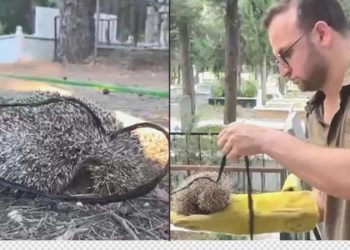 Ziyarete gelenler farketti: Kirpiyi iple mezarlığa bağlamışlar