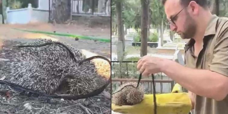 Ziyarete gelenler farketti: Kirpiyi iple mezarlığa bağlamışlar