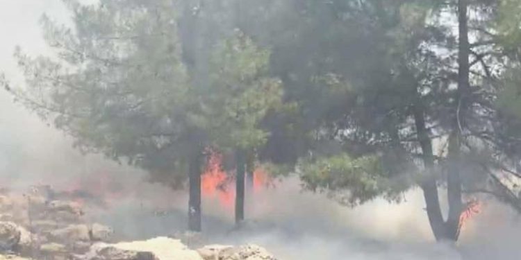 Adıyaman’da orman yangını