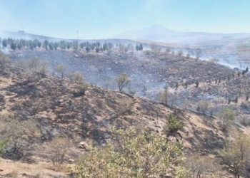 Aksaray’da ot yangını ormana sıçradı, 5 bin fidan yandı