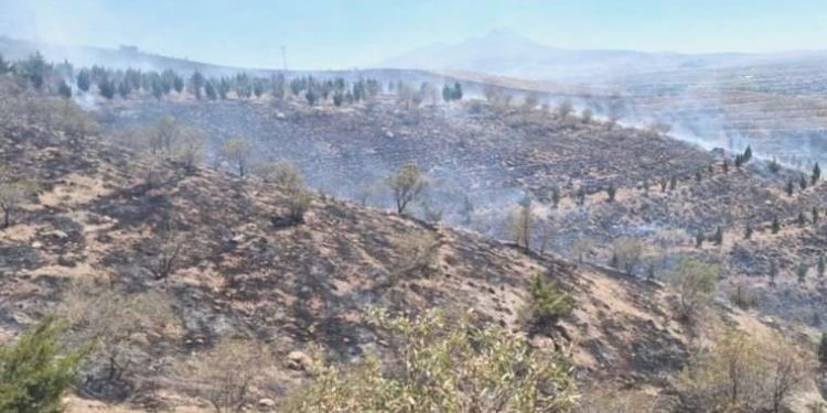 Aksaray’da ot yangını ormana sıçradı, 5 bin fidan yandı