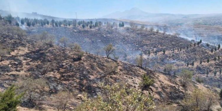 Aksaray’da ot yangını ormana sıçradı, 5 bin fidan yandı