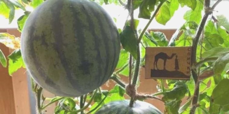 Antarktika’da serada karpuz ve kavun yetiştirildi