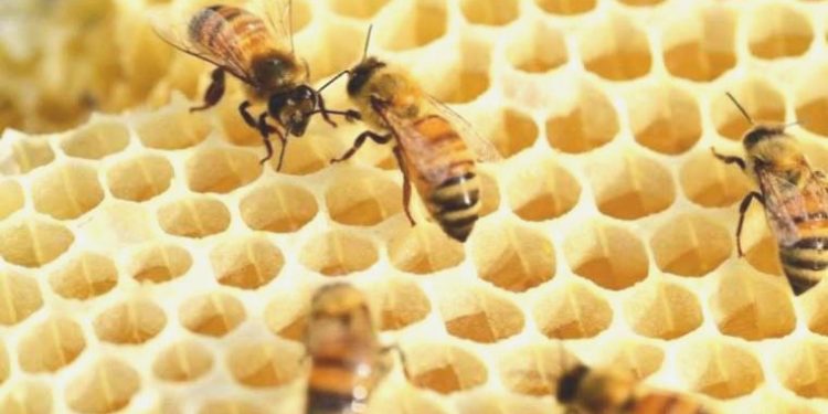 Arılara yönelik araştırma: Eski harika kıtaya yerleşmiş olabilirler